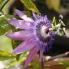 Roots Plants Other Climbing Plants Passiflora Amethyst Lavender Lady 3L