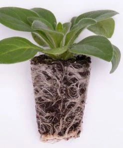 Roots Plants Verbena 'Sparkle Purple Blues' Jumbo Plug Plants
