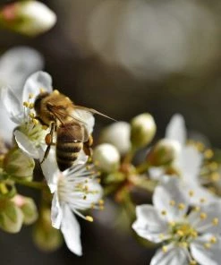 Roots Plants Opal Plum Tree Fruits 10 Roots Plants Opal Plum Tree Fruits
