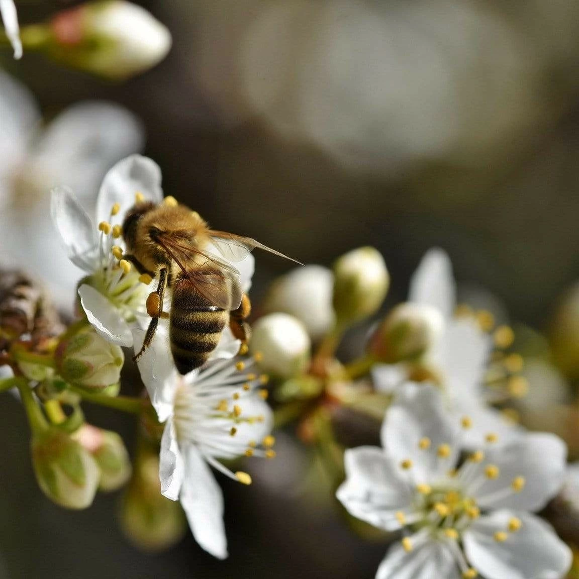 Roots Plants Old Greengage Plum Tree Fruits 6 Roots Plants Old Greengage Plum Tree Fruits