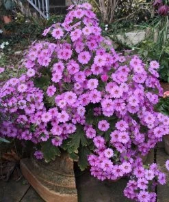 Roots Plants Primula'Ooh La La Pastel Pink' 3L Pot
