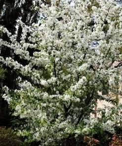 Roots Plants Trees & Shrubs Professor Sprenger' Crabapple Tree