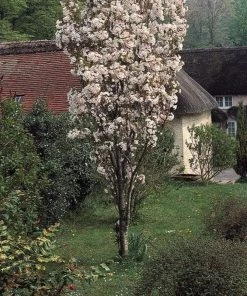 Roots Plants Trees & Shrubs Flagpole' Cherry Blossom Tree | Prunus Amanogowa