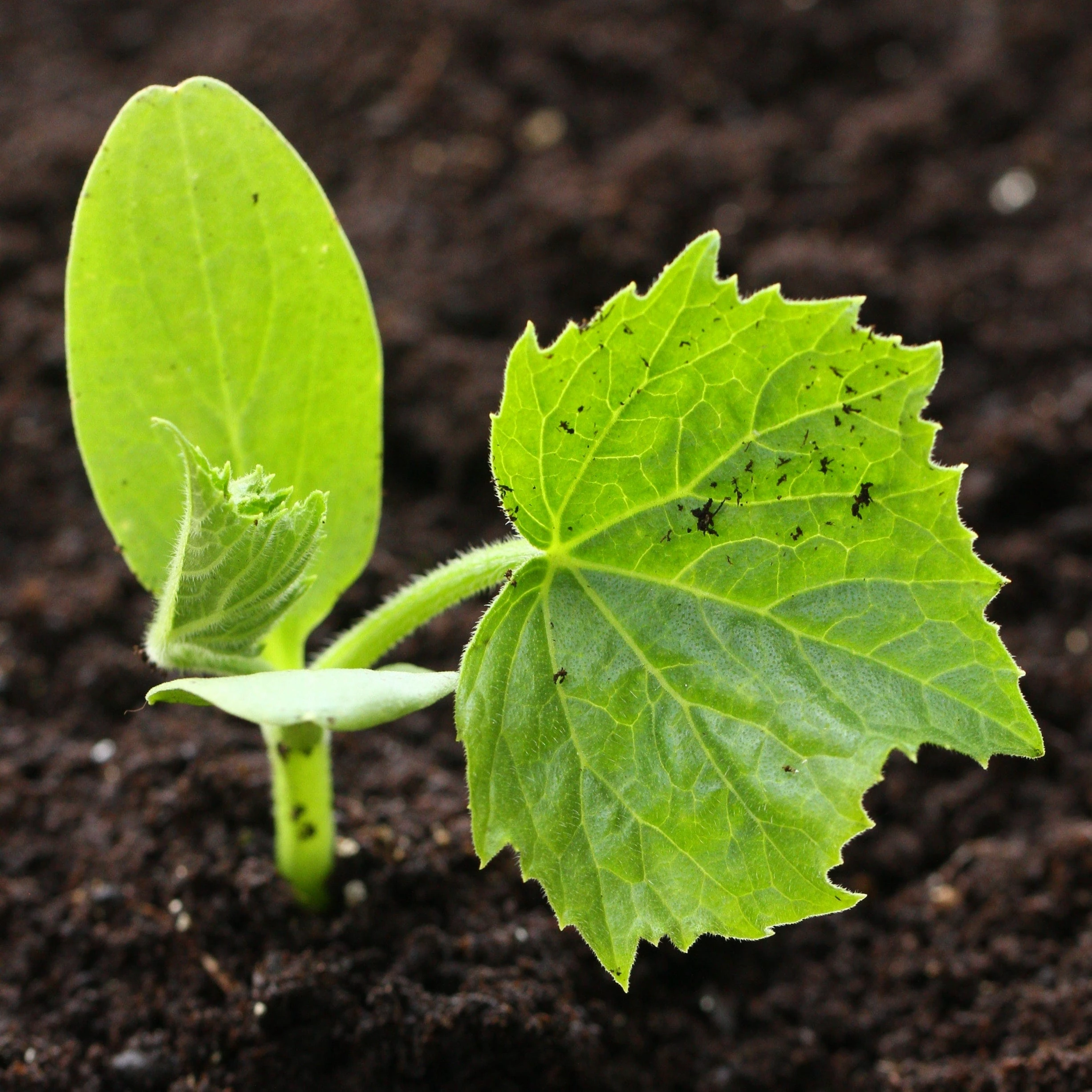 Roots Plants 3 Organic 'Sweet Dumpling' Winter Squash Plants 6 Roots Plants 3 Organic 'Sweet Dumpling' Winter Squash Plants