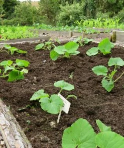 Roots Plants 3 Organic 'Custard White' Summer Squash Plants
