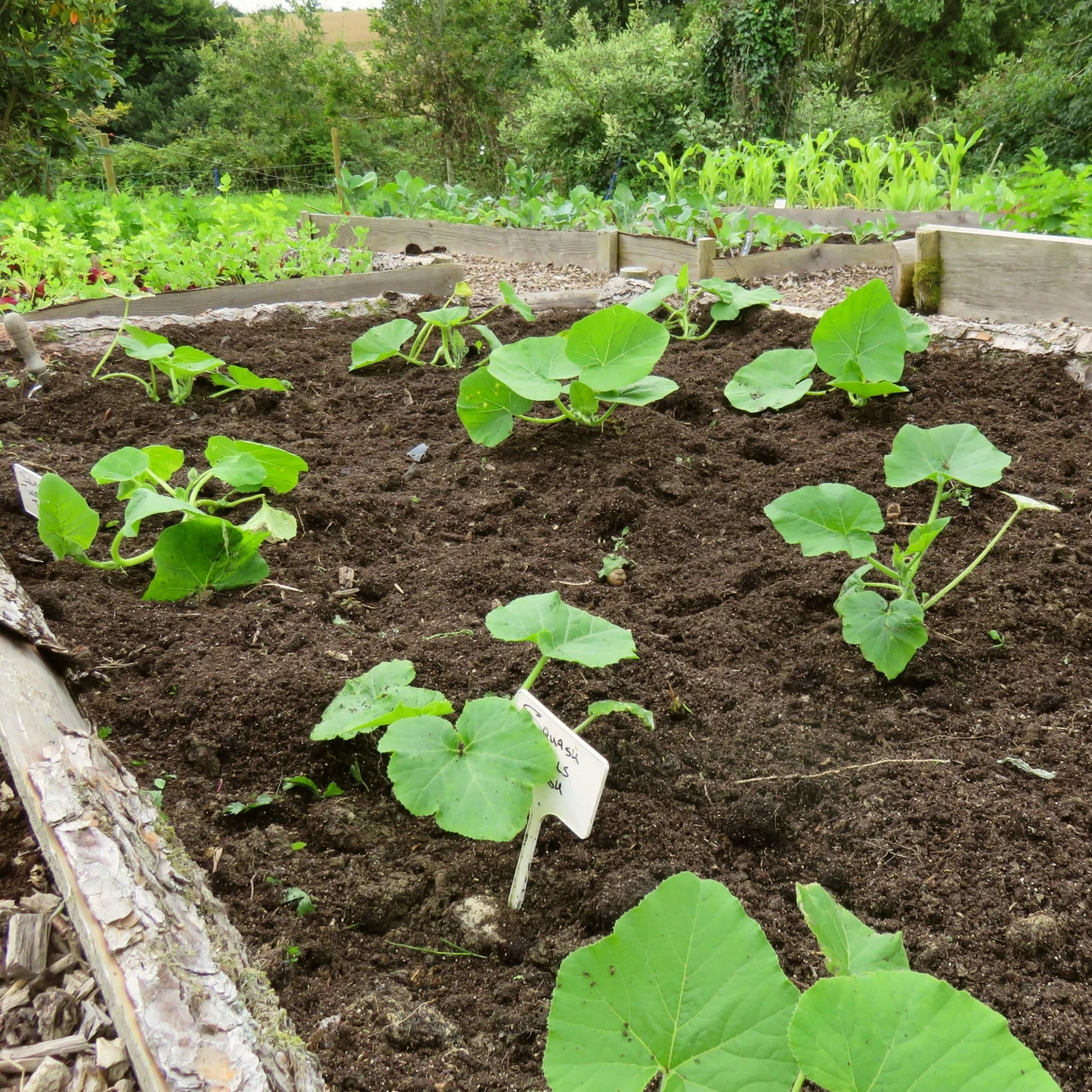 Roots Plants 3 Organic 'Honey Bear' Winter Squash Plants 9 Roots Plants 3 Organic 'Honey Bear' Winter Squash Plants