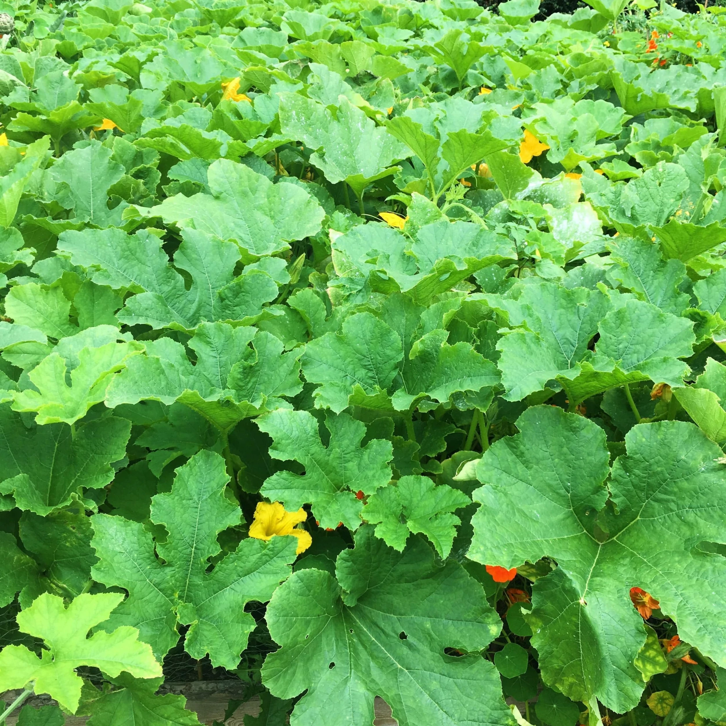 Roots Plants Root Vegetables 3 Organic 'Buttercup' Winter Squash Plants 8 Roots Plants Root Vegetables 3 Organic 'Buttercup' Winter Squash Plants