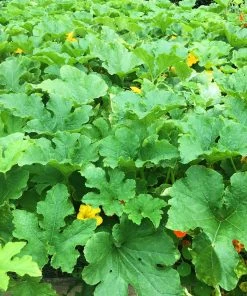 Roots Plants 3 Organic ''Queensland Blue' Winter Squash Plants