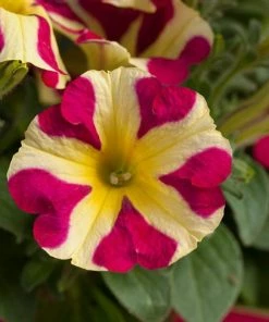 Roots Plants Petunias 20cm Petunia 'Queen Of Hearts' | 1L Pot 7 Roots Plants Petunias 20cm Petunia 'Queen Of Hearts' | 1L Pot