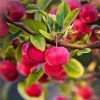 Roots Plants Trees & Shrubs Red Sentinel' Crabapple Tree