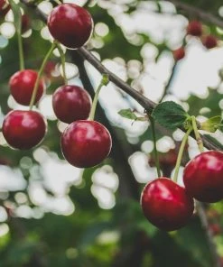 Roots Plants Regina Cherry Tree