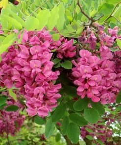 Roots Plants Pink Cascade' Robinia Pseudoacacia Tree | False Acacia