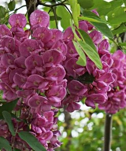 Roots Plants Pink Cascade' Robinia Pseudoacacia Tree | False Acacia