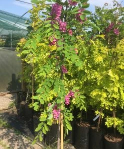 Roots Plants Pink Cascade' Robinia Pseudoacacia Tree | False Acacia