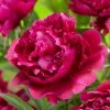 Roots Plants Peony 'Karl Rosenfield' | 3L Pot Perennials