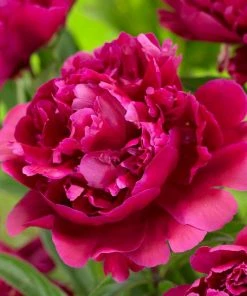 Roots Plants Peony 'Karl Rosenfield' | 3L Pot Perennials