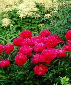 Roots Plants Peony 'Karl Rosenfield' | 3L Pot Perennials 7 Roots Plants Peony 'Karl Rosenfield' | 3L Pot Perennials