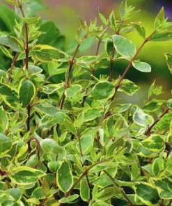 Roots Plants Abelia Sunshine Daydream