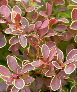 Roots Plants All Shrubs Berberis 'Admiration' | Japanese Barberry
