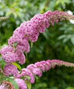 Roots Plants Buddleja Davidii Pink Delight | Butterfly Bush All Shrubs