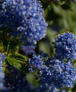 Roots Plants Ceanothus Southmead