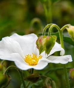 Roots Plants Cistus Corbariensis All Shrubs