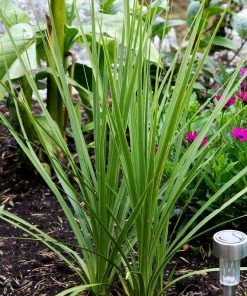 Roots Plants Cordyline Australis | New Zealand Palm 9 Roots Plants Cordyline Australis | New Zealand Palm