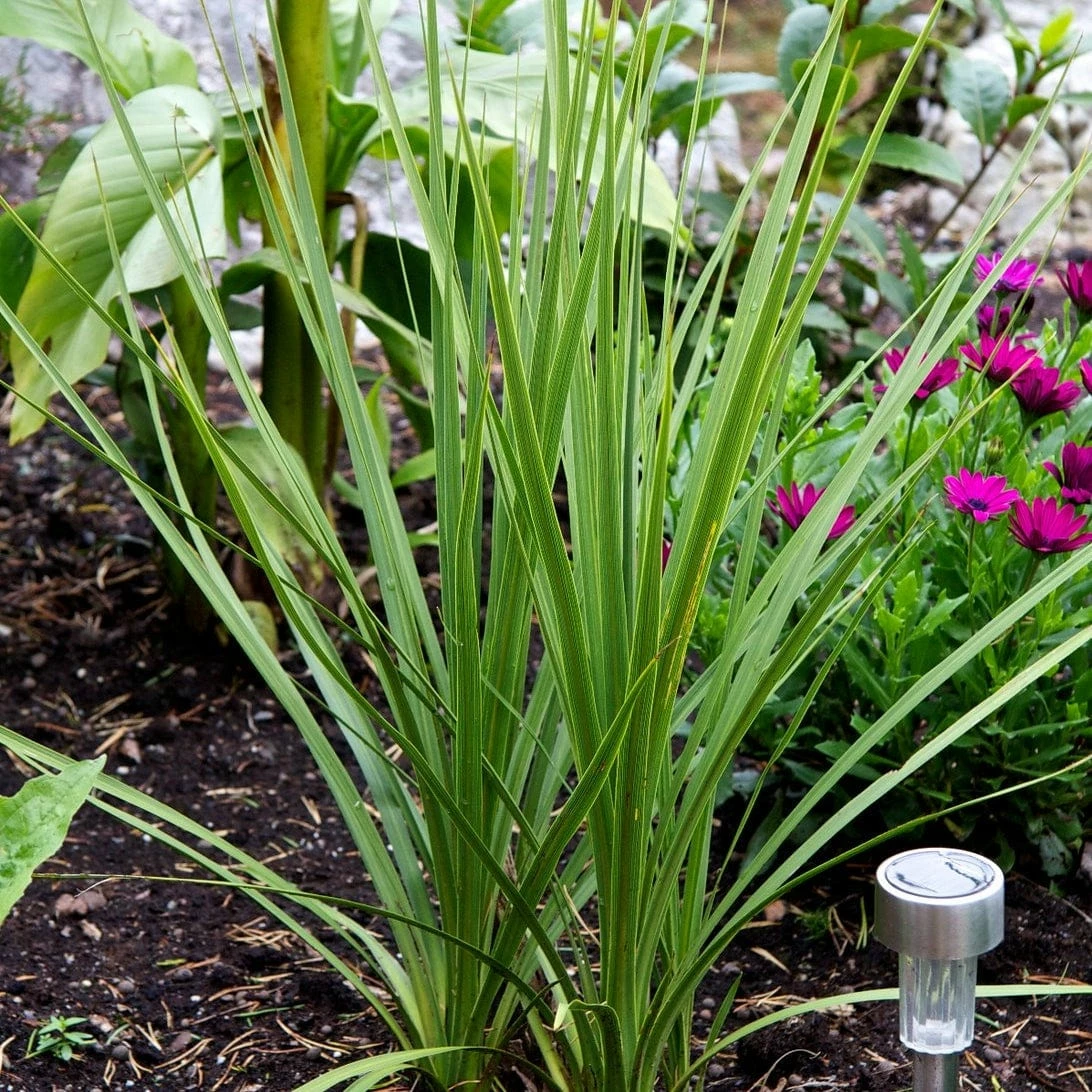 Roots Plants Cordyline Australis | New Zealand Palm 5 Roots Plants Cordyline Australis | New Zealand Palm