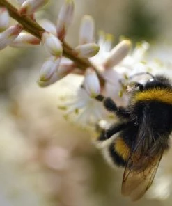 Roots Plants Cordyline Australis | New Zealand Palm 11 Roots Plants Cordyline Australis | New Zealand Palm