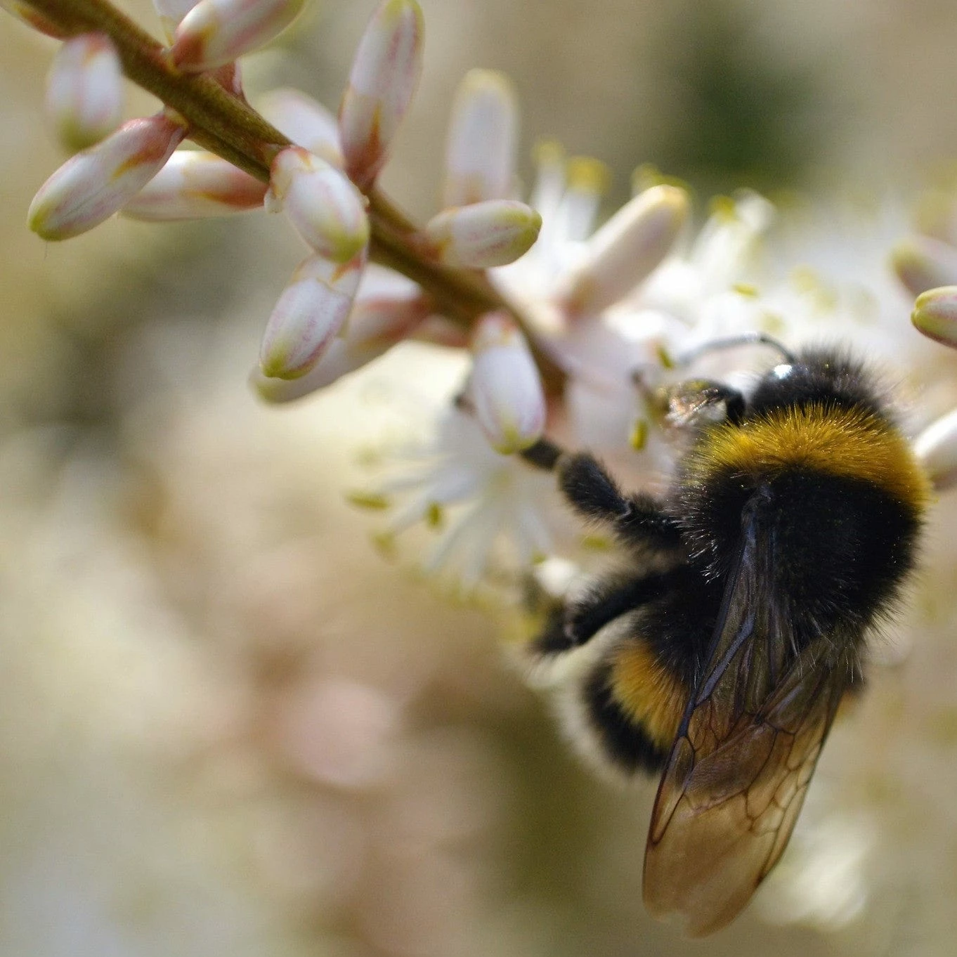 Roots Plants Cordyline Australis | New Zealand Palm 7 Roots Plants Cordyline Australis | New Zealand Palm