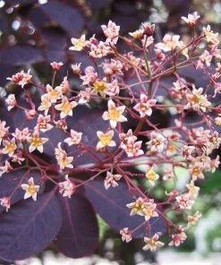 Roots Plants All Shrubs Cotinus Royal Purple | Smoke Tree