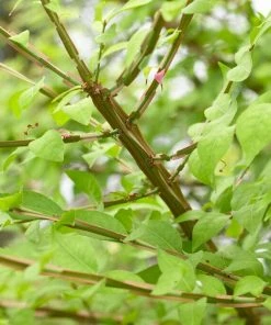 Roots Plants Euonymus Alatus Blade Runner