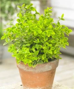 Roots Plants Euonymus Emerald 'n' Gold