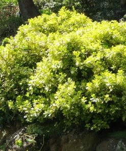 Roots Plants Euonymus Emerald 'n' Gold