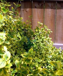Roots Plants Euonymus Emerald 'n' Gold