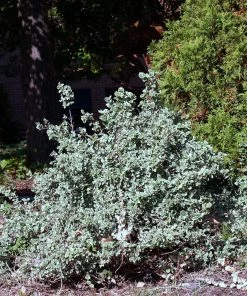 Roots Plants Euonymus Emerald Gaiety
