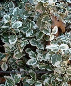 Roots Plants Euonymus Emerald Gaiety