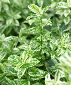 Roots Plants Euonymus Harlequin
