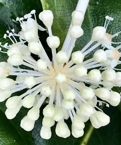 Roots Plants Fatsia Japonica 16 Roots Plants Fatsia Japonica