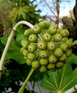 Roots Plants Fatsia Japonica 17 Roots Plants Fatsia Japonica