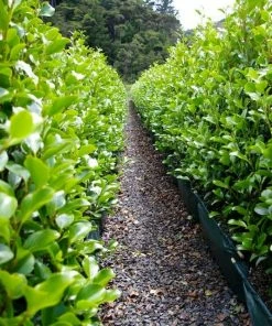 Roots Plants All Shrubs Griselinia Littoralis