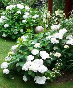 Roots Plants Hydrangea Macrophylla Madame Emile Mouillere