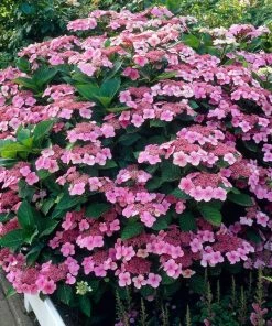 Roots Plants Hydrangea Macrophylla Mariesii Perfecta
