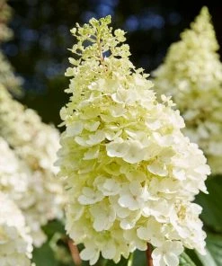 Roots Plants Hydrangea Best Shrubs For Shade
