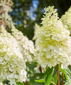 Roots Plants Hydrangea Paniculata Pinky Winky 6 Roots Plants Hydrangea Paniculata Pinky Winky