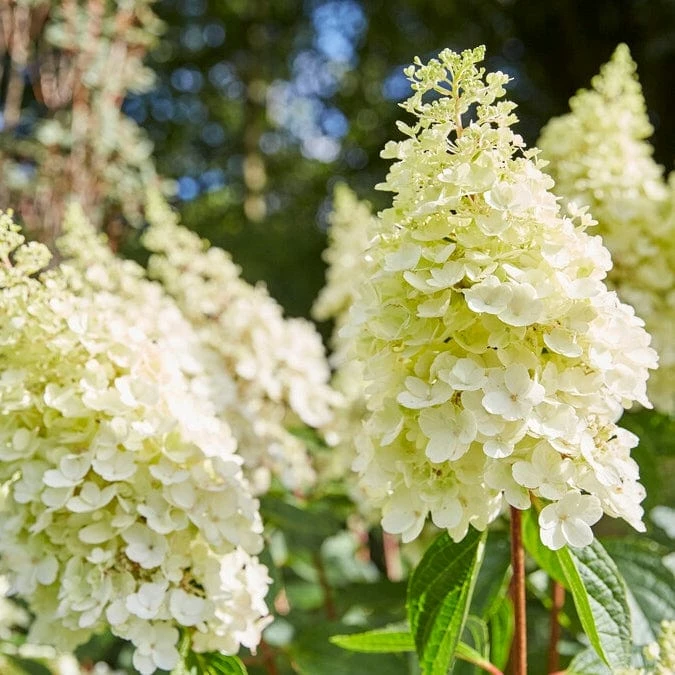 Roots Plants Hydrangea Paniculata Pinky Winky 4 Roots Plants Hydrangea Paniculata Pinky Winky