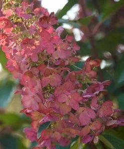 Roots Plants Hydrangea Paniculata Pinky Winky 7 Roots Plants Hydrangea Paniculata Pinky Winky