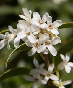 Roots Plants Hydrangea Best Shrubs For Shade