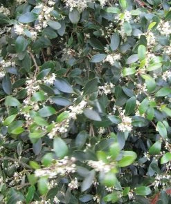 Roots Plants Ceanothus Best Evergreen Shrubs