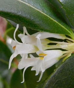 Roots Plants All Shrubs Osmanthus X Burkwoodii